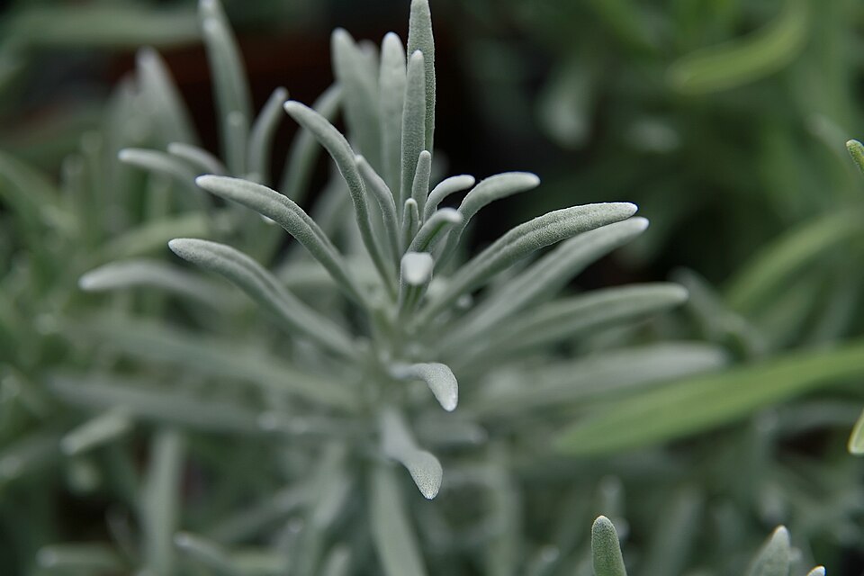 Lavandula × intermedia 'Provence' (Provence Lavender) (alternate view 3)