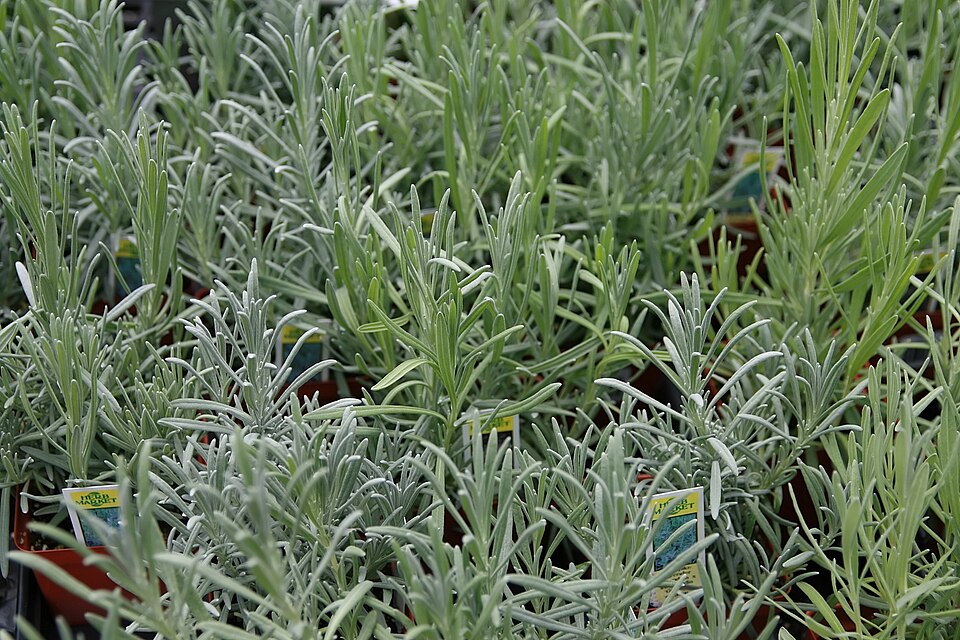 Lavandula × intermedia 'Provence' (Provence Lavender) (alternate view 4)