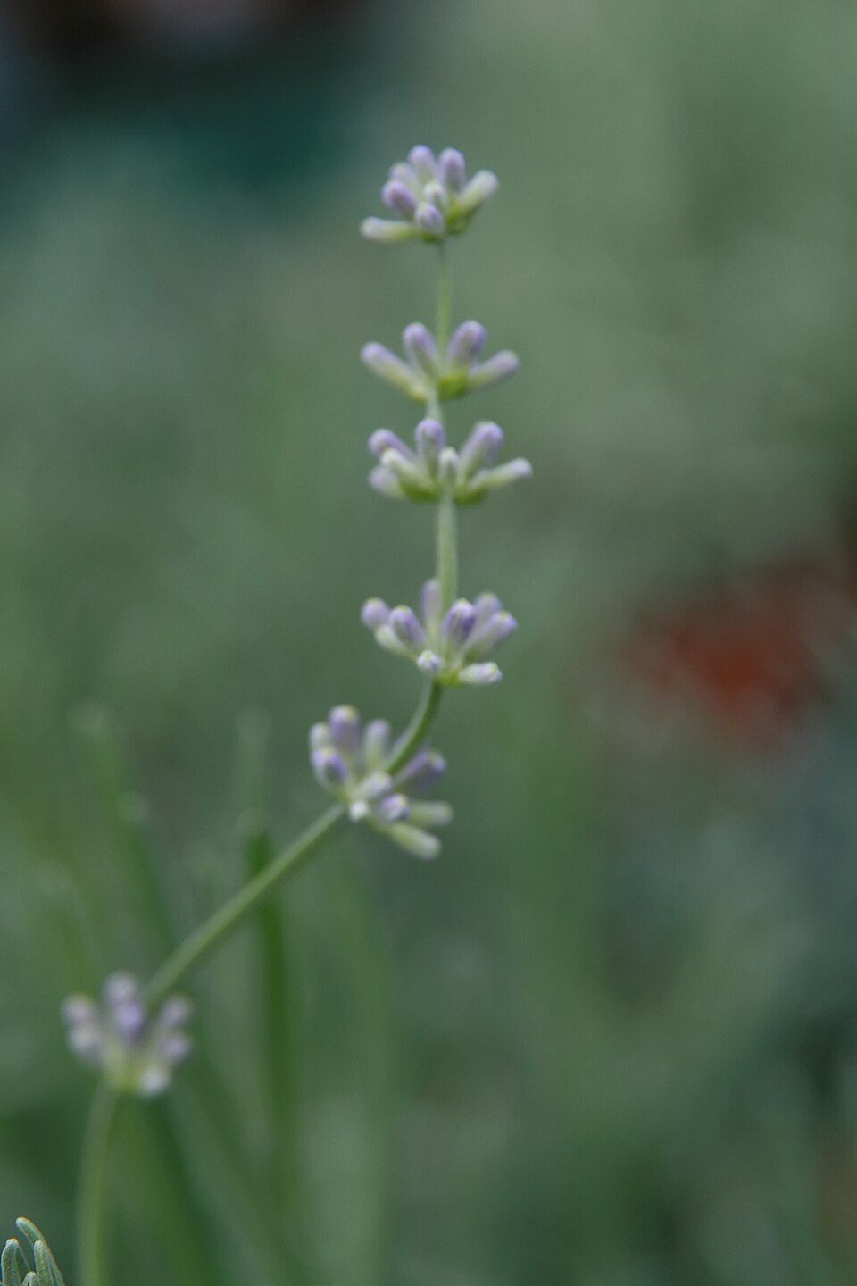 Lavandula × intermedia 'Provence' (Provence Lavender) (alternate view 5)