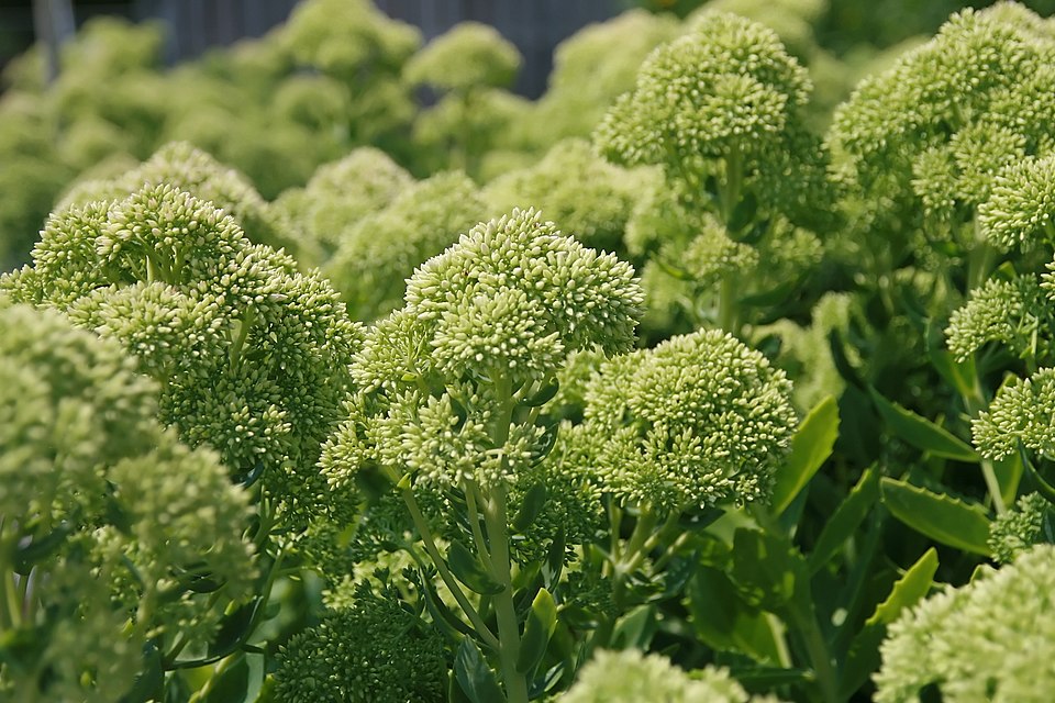 Sedum spectabile 'Autumn Joy' (Autumn Joy Stonecrop) (alternate view 4)