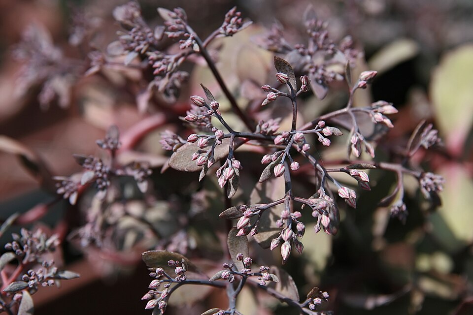 Sedum 'Bertram Anderson' (Bertram Anderson Stonecrop)