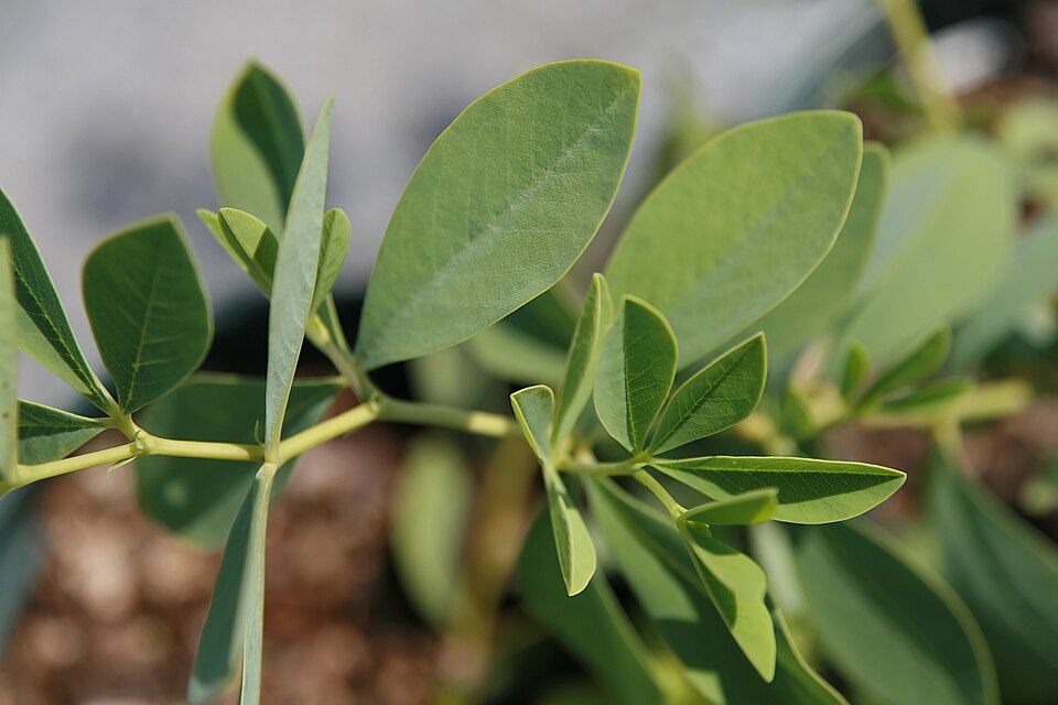 Baptisia alba var. macrophylla (Large-leaved White Wild Indigo) (alternate view 4)