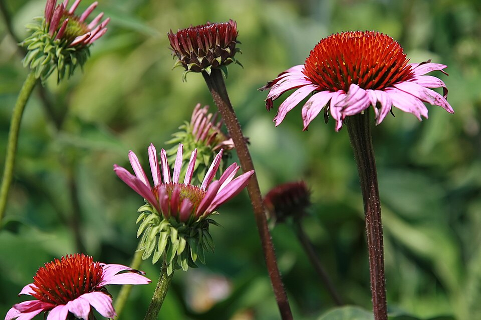 Echinacea purpurea 'Magnus' (Magnus Purple Coneflower) (alternate view 4)