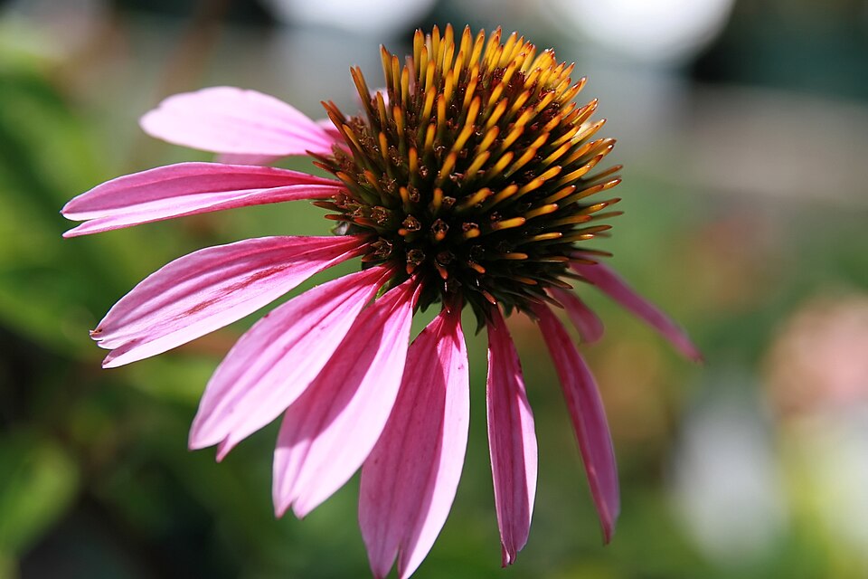 Echinacea purpurea 'Bravado' (Bravado Purple Coneflower)