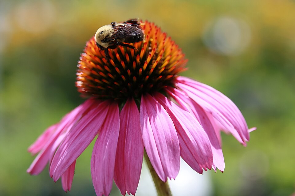 Echinacea purpurea 'Magnus' (Magnus Purple Coneflower) (alternate view 5)