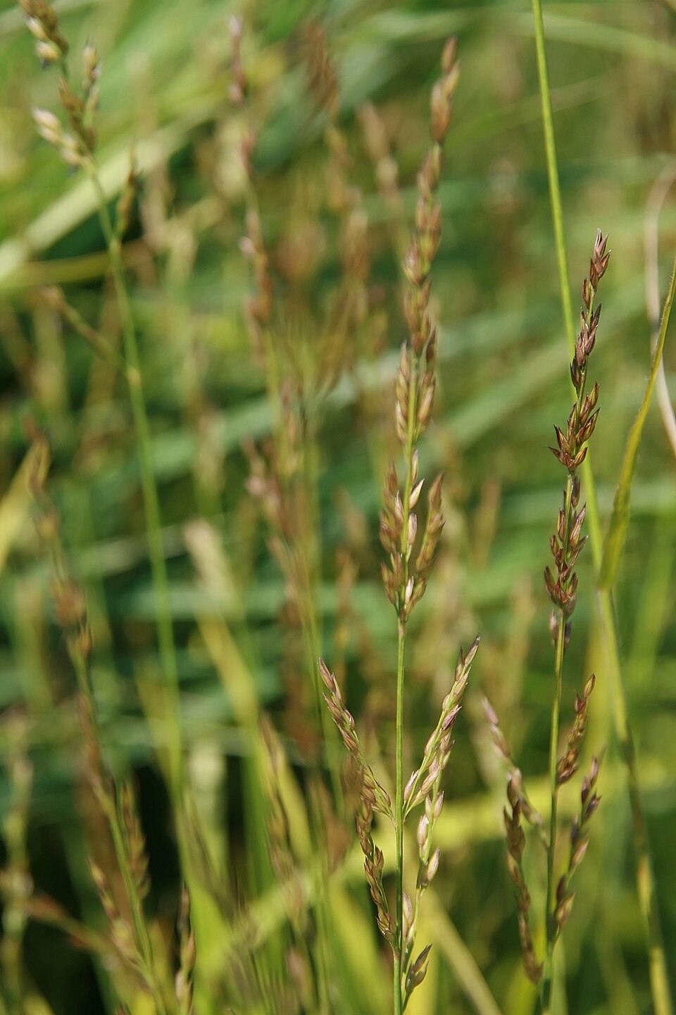 Calamagrostis × 'Cheju-Do' (Cheju-Do Reed Grass)