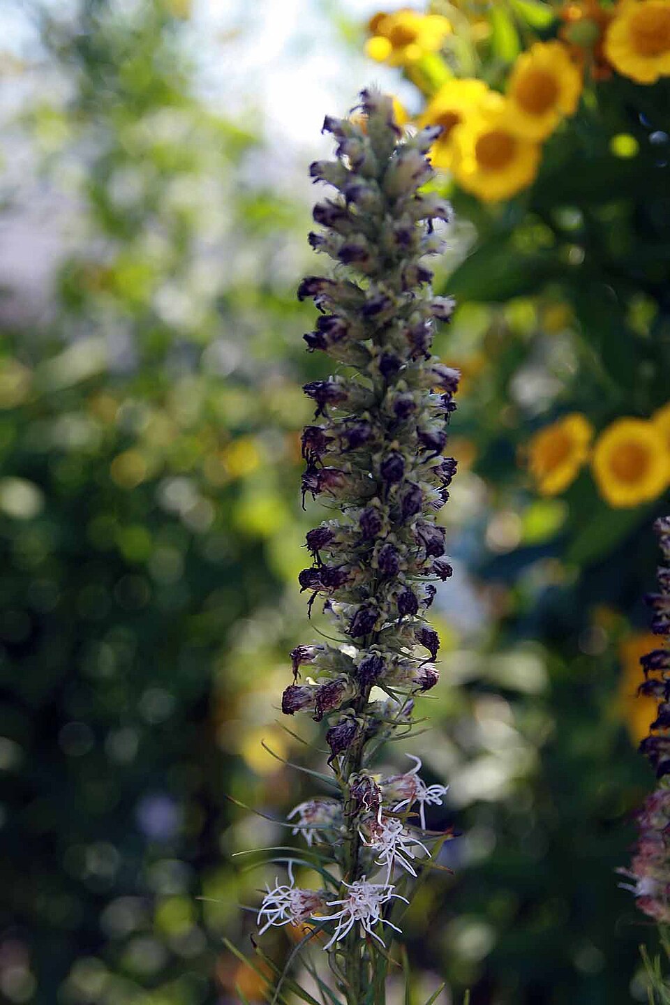 Liatris pycnostachya (prairie blazing star) (alternate view 4)