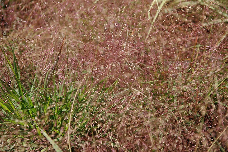Eragrostis spectabilis (Purple Lovegrass) (alternate view 7)