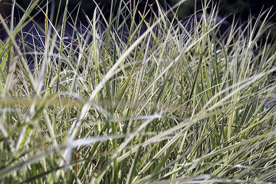 Miscanthus sinensis 'Variegatus' (Variegated Maiden Grass) (alternate view 4)