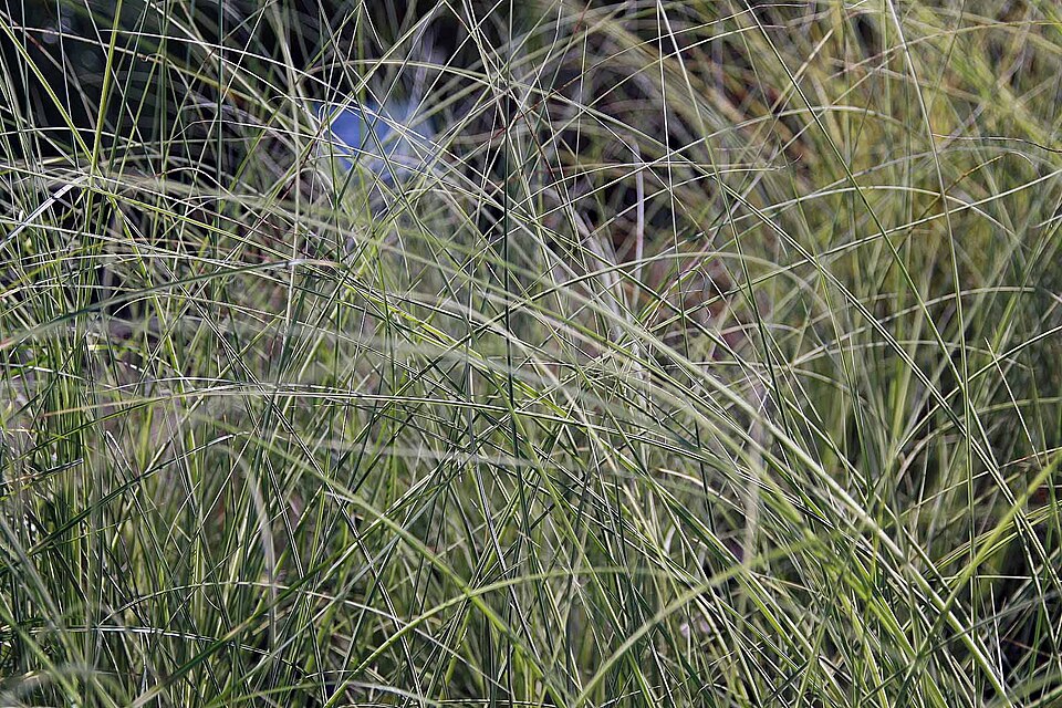 Miscanthus sinensis 'Morning Light' (Morning Light Maiden Grass) (alternate view 4)