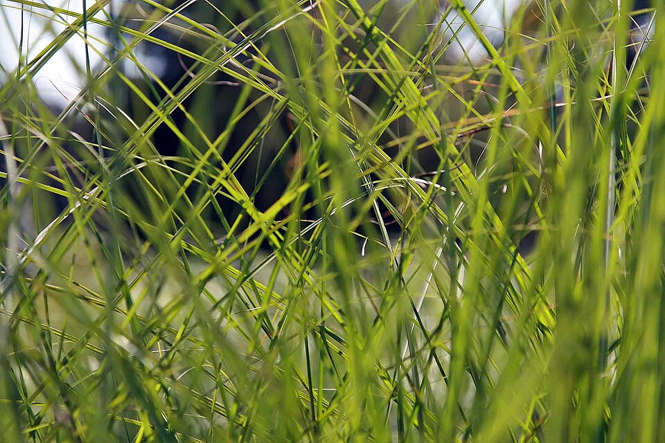Miscanthus sinensis 'Gracillimus' (Gracillimus Maiden Grass) (alternate view 3)