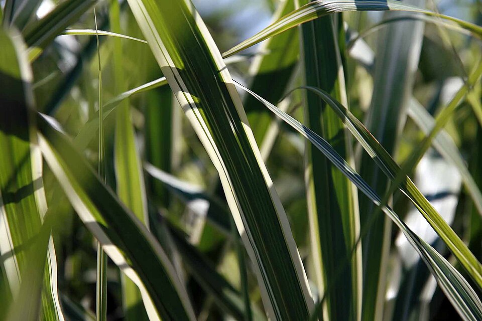 Miscanthus sinensis 'Cosmopolitan' (Cosmopolitan Maiden Grass) (alternate view 3)