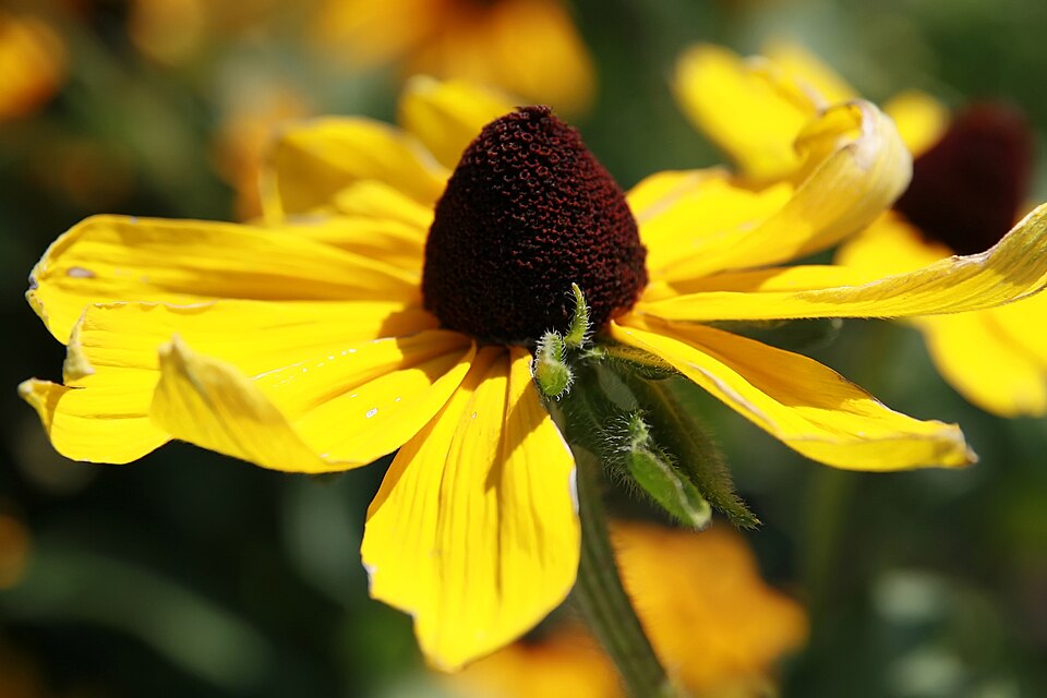 Rudbeckia hirta 'Indian Summer' (Indian Summer Black-Eyed Susan) (alternate view 4)