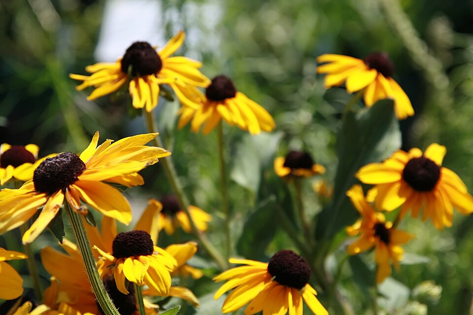 Rudbeckia hirta 'Indian Summer' (Indian Summer Black-Eyed Susan) (alternate view 5)