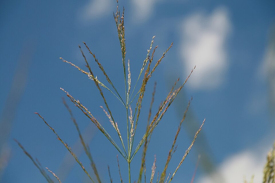 Panicum amarum (Bitter Panicgrass) (alternate view 10)