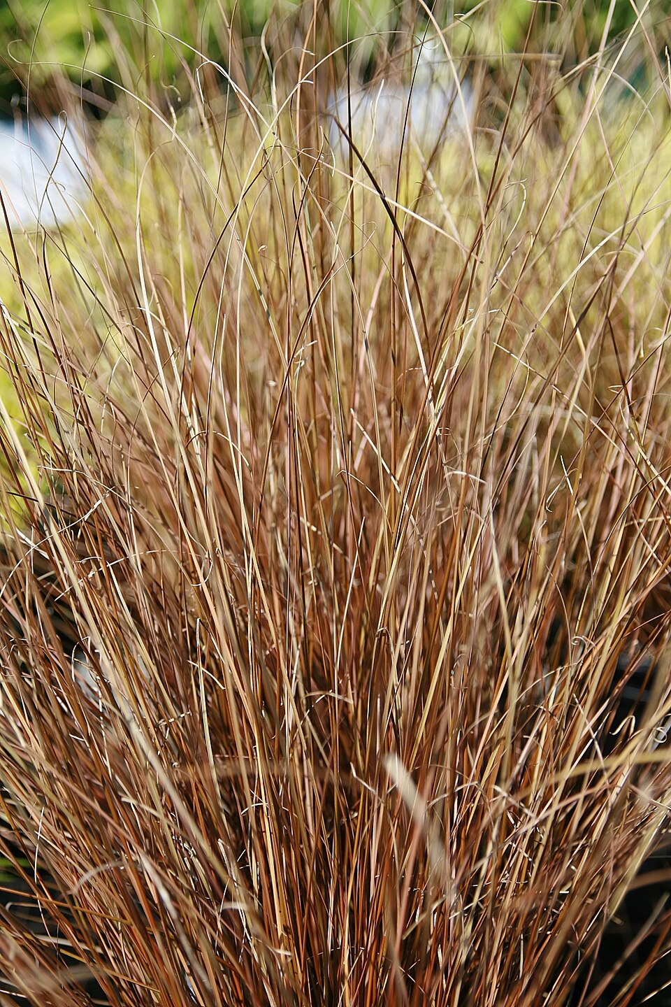 Carex buchananii (Leatherleaf Sedge) (alternate view 6)