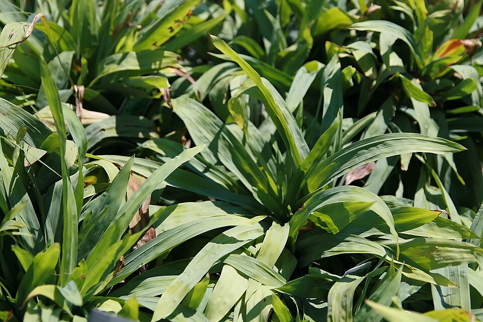 Carex plantaginea (Plantain-Leaved Sedge) (alternate view 7)