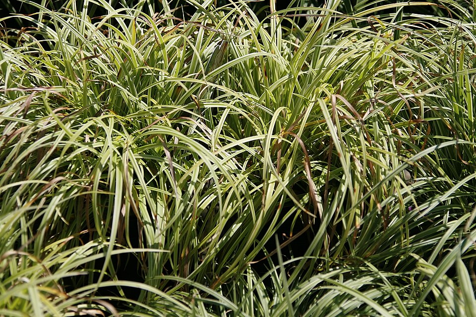 Carex 'Silver Sceptre' (Silver Sceptre Sedge)