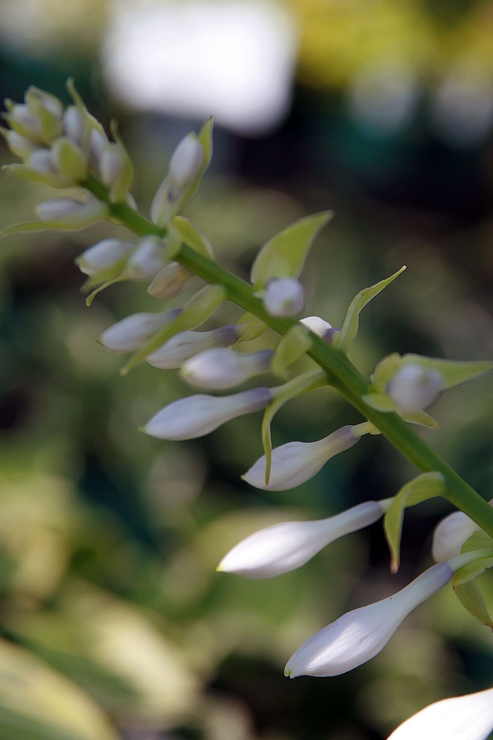 Hosta 'Blue Angel' (Blue Angel Hosta) (alternate view 3)