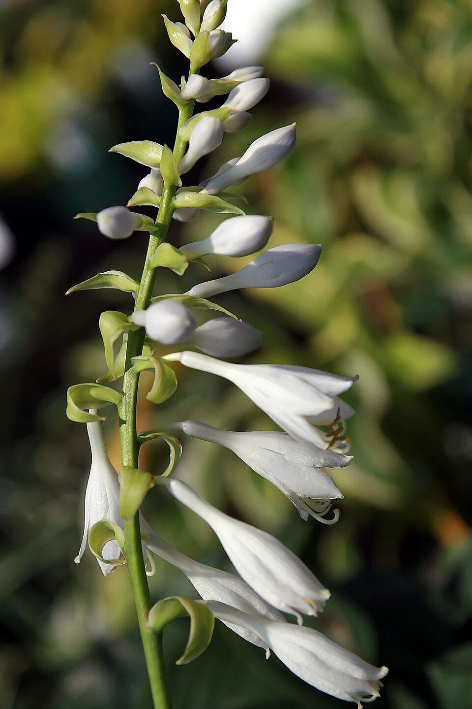 Hosta 'Blue Angel' (Blue Angel Hosta) (alternate view 4)