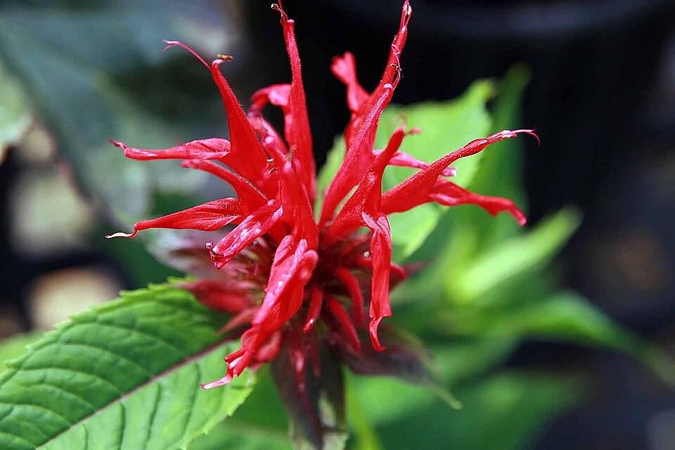 Monarda didyma 'Jacob Cline' (Jacob Cline Bee Balm) (alternate view 3)