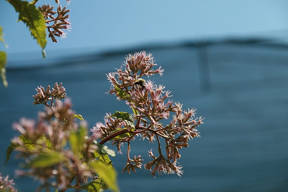 Eupatorium maculatum 'Gateway' (Gateway Joe Pye Weed) (alternate view 3)