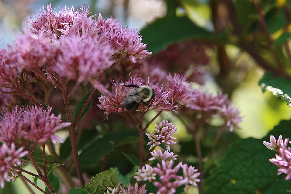 Eupatorium maculatum 'Gateway' (Gateway Joe Pye Weed) (alternate view 4)