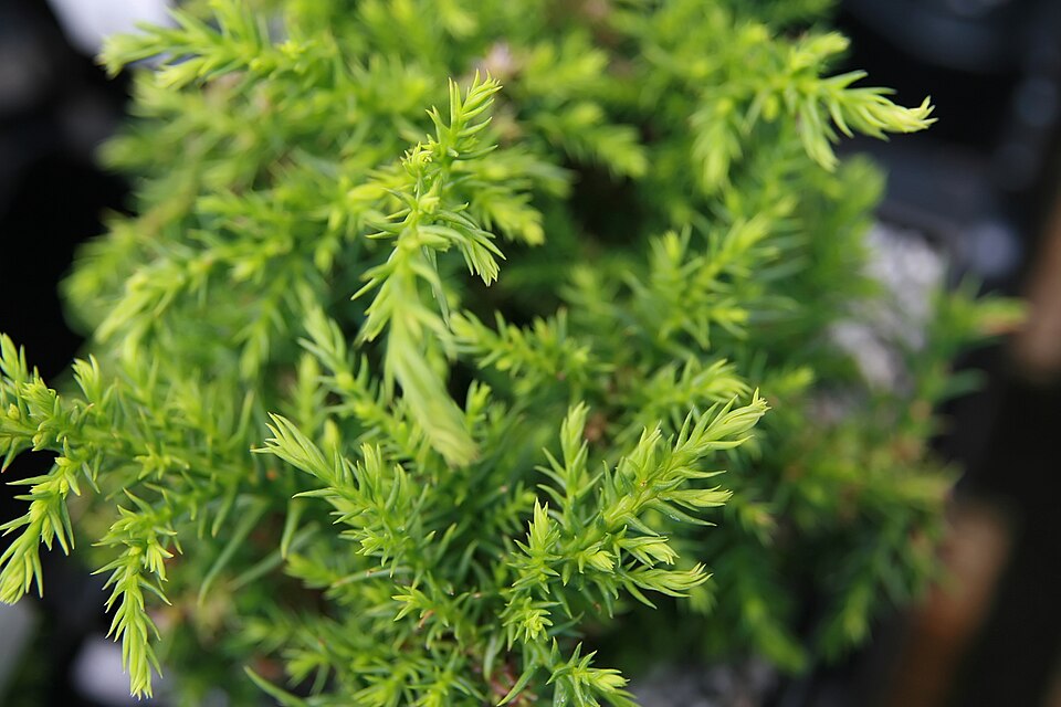 Cryptomeria japonica 'Pygmaea' (Dwarf Japanese Cedar)