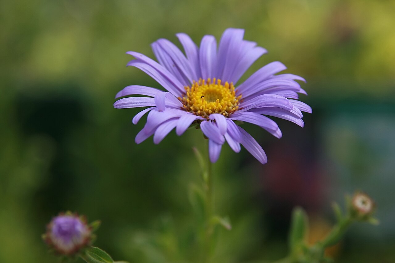 Aster frikartii, Frikart's aster — clumping deciduous (Asteraceae) (image 4 of 10)