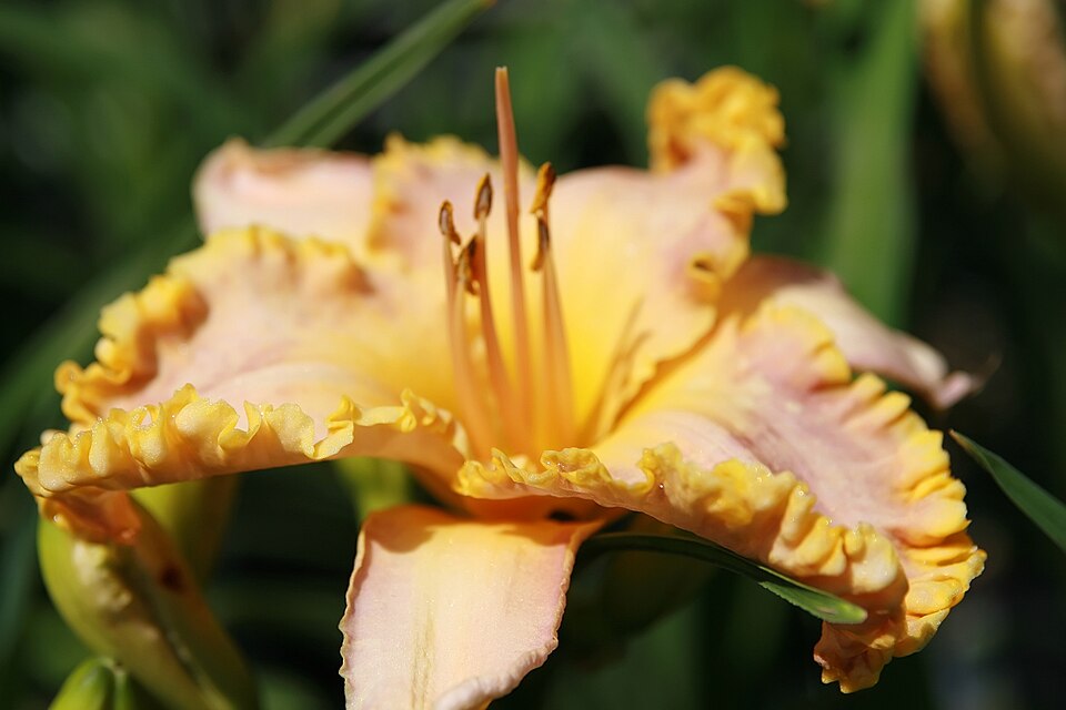 Hemerocallis 'French Lingerie' (French Lingerie Daylily)