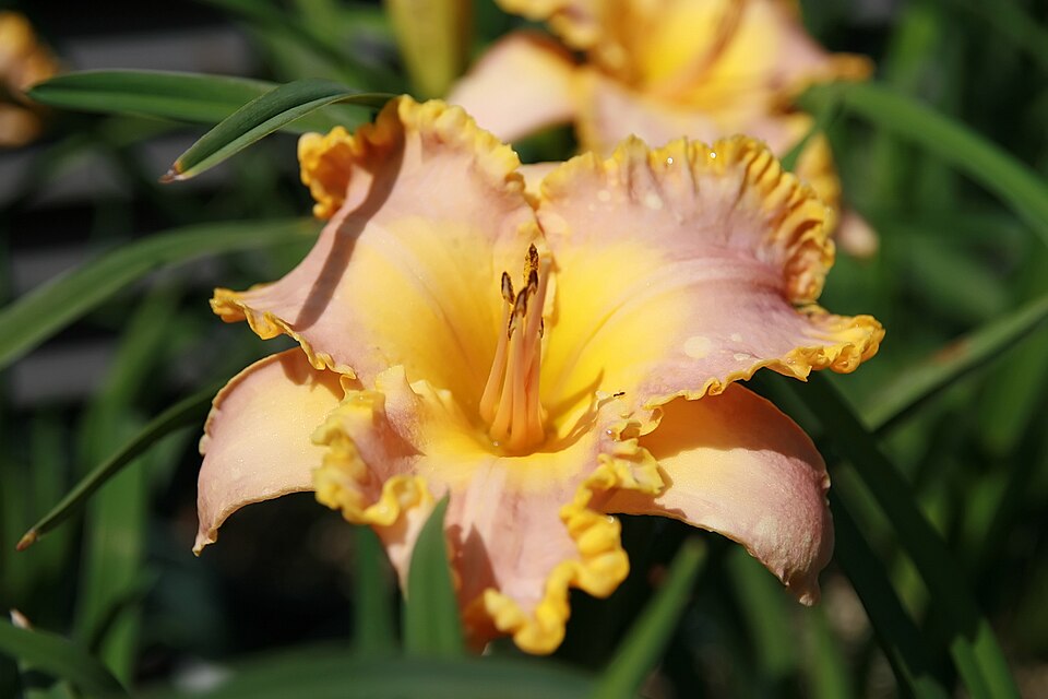 Hemerocallis 'French Lingerie' (French Lingerie Daylily) (alternate view 2)