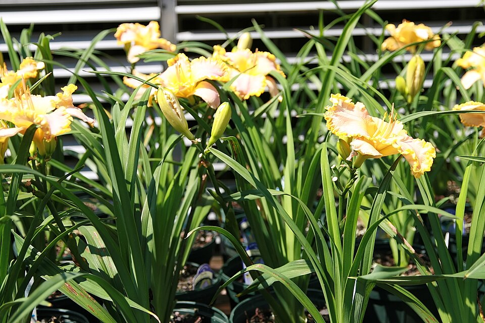 Hemerocallis 'French Lingerie' (French Lingerie Daylily) (alternate view 3)