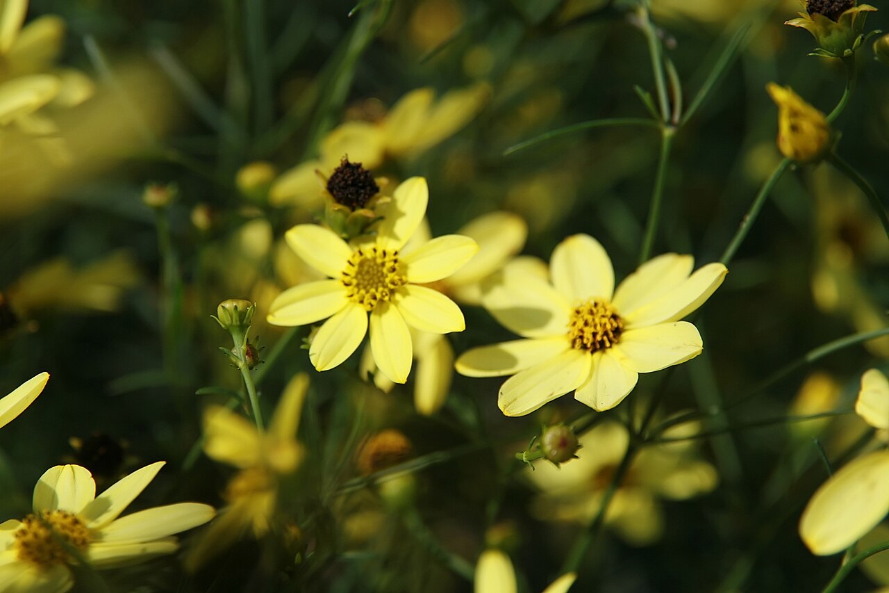 Coreopsis 'Moonbeam', Moonbeam tickseed — mounding deciduous (Asteraceae) (image 8 of 10)