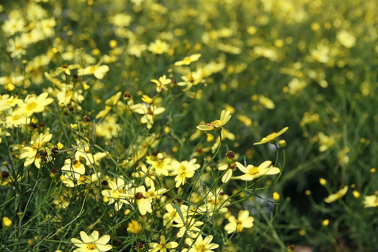 Coreopsis 'Moonbeam', Moonbeam tickseed — mounding deciduous (Asteraceae) (image 9 of 10)