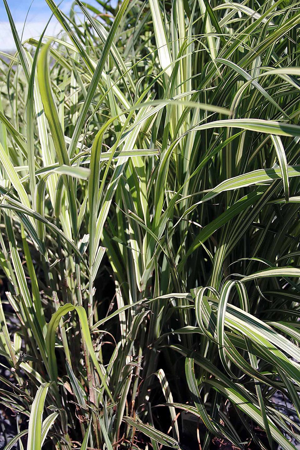 Miscanthus sinensis 'Cosmopolitan' (Cosmopolitan Maiden Grass) (alternate view 4)