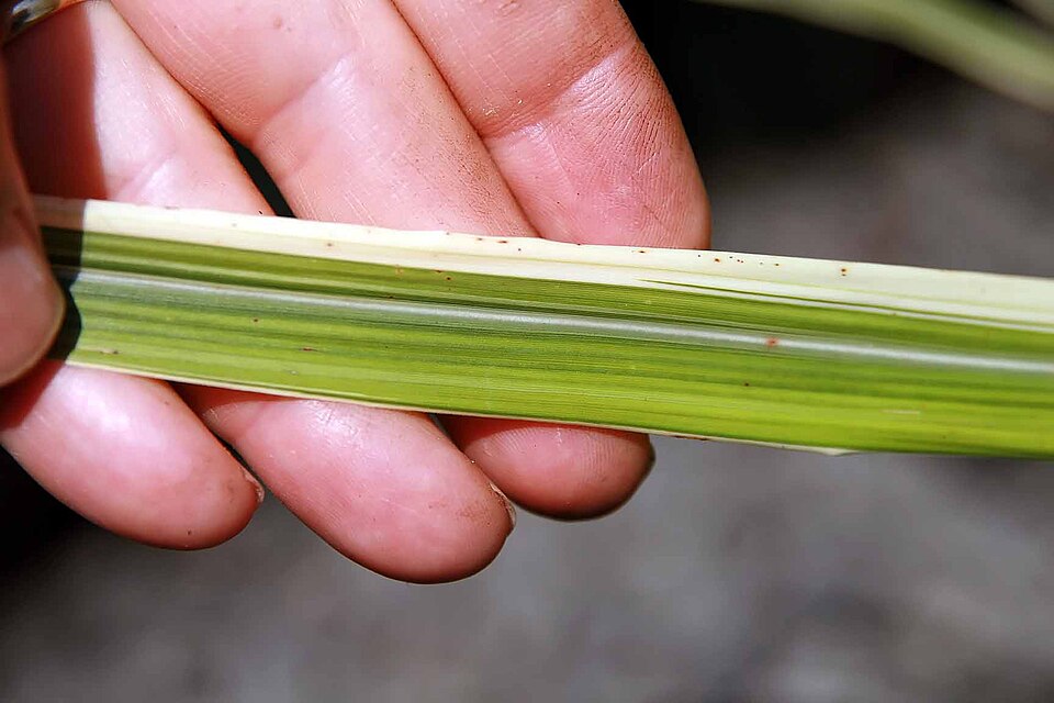 Miscanthus sinensis 'Cosmopolitan' (Cosmopolitan Maiden Grass) (alternate view 5)