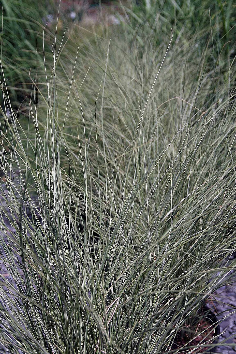 Miscanthus sinensis 'Morning Light' (Morning Light Maiden Grass) (alternate view 5)