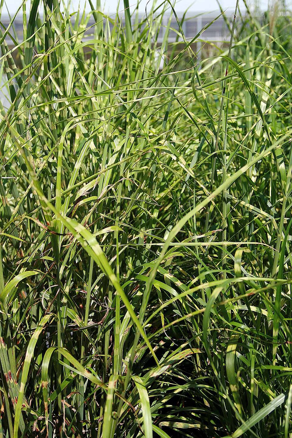 Miscanthus sinensis 'Strictus' (Porcupine Grass) (alternate view 3)