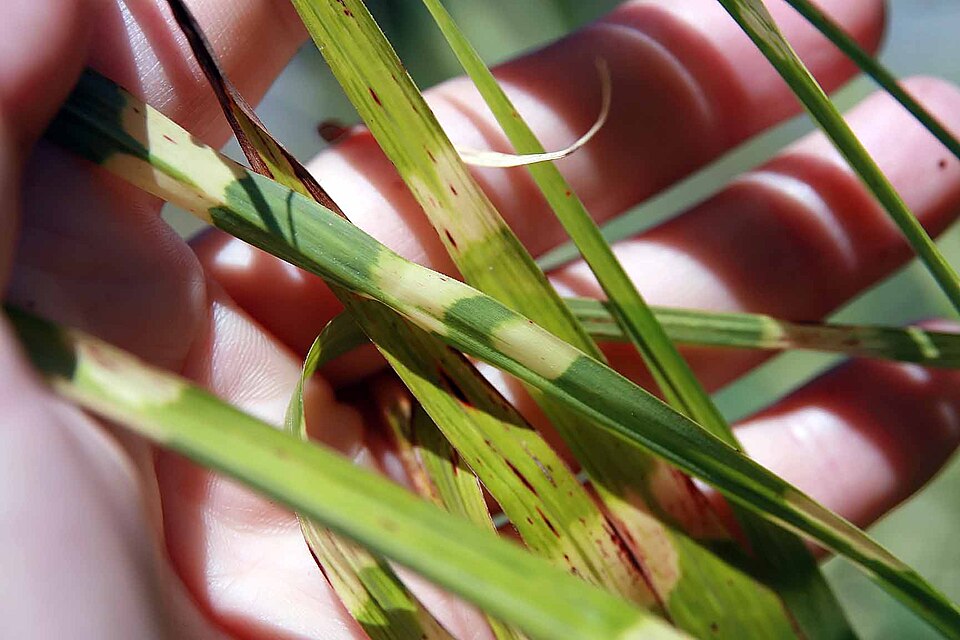 Miscanthus sinensis 'Strictus' (Porcupine Grass) (alternate view 4)