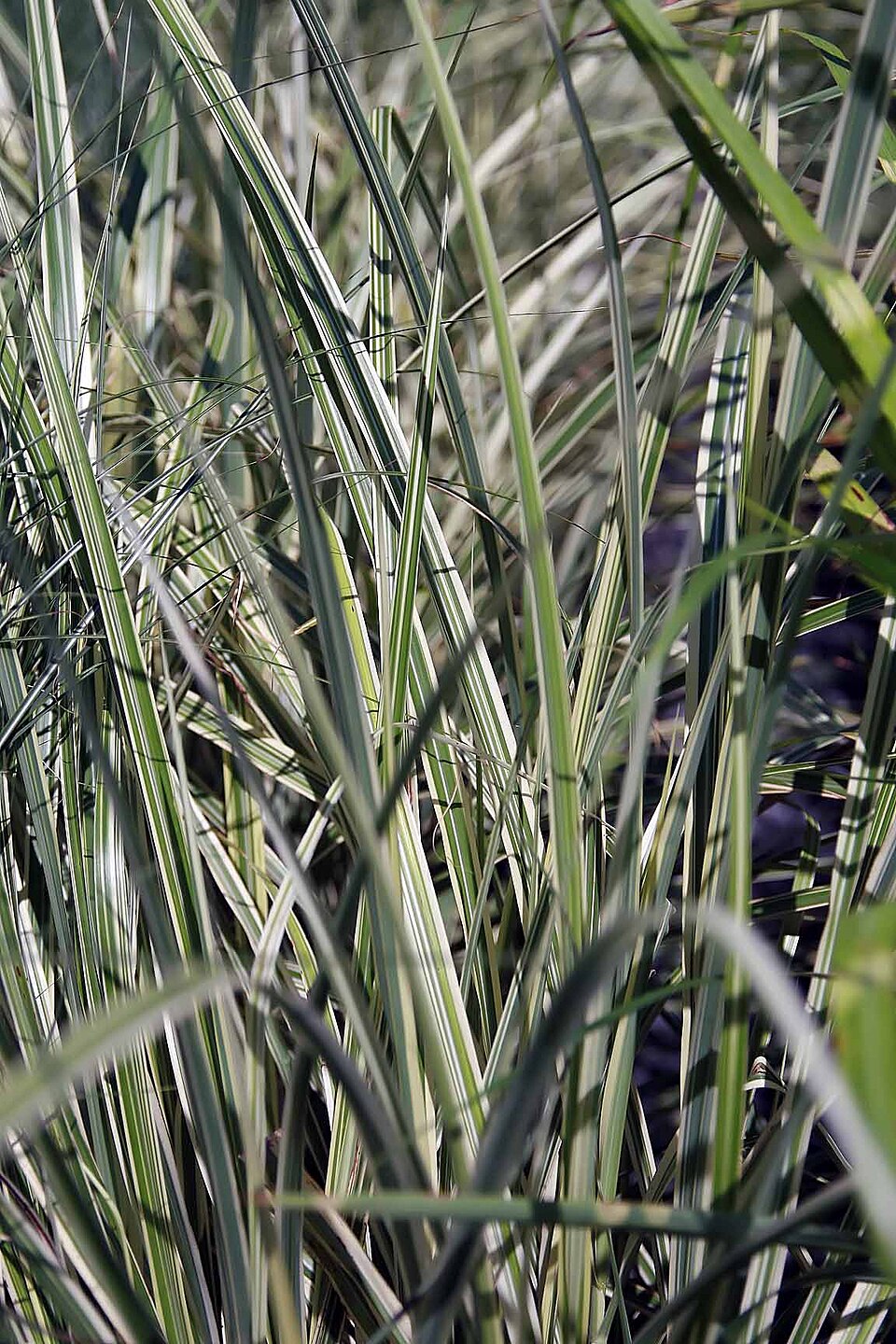 Miscanthus sinensis 'Variegatus' (Variegated Maiden Grass) (alternate view 5)