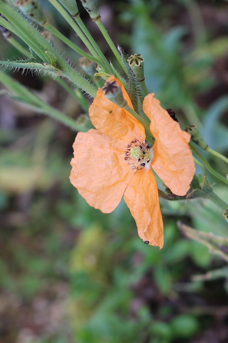 Papaver pilosum subsp. spicatum