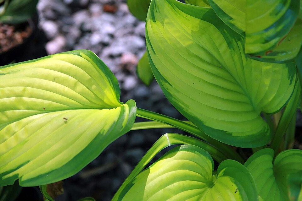 Hosta 'Stained Glass' (Stained Glass Hosta)