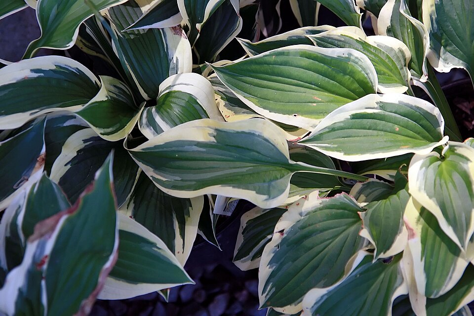Hosta 'Patriot' (Patriot Hosta) (alternate view 5)