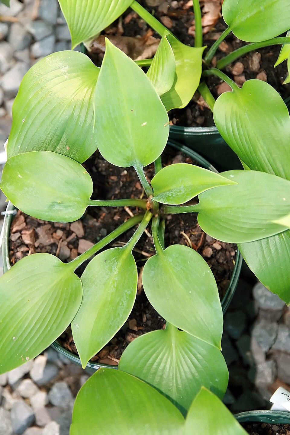 Hosta × 'Halcyon' (Halcyon Hosta) (alternate view 3)
