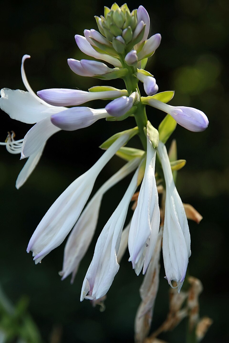 Hosta 'Guacamole' (Guacamole Hosta) (alternate view 3)