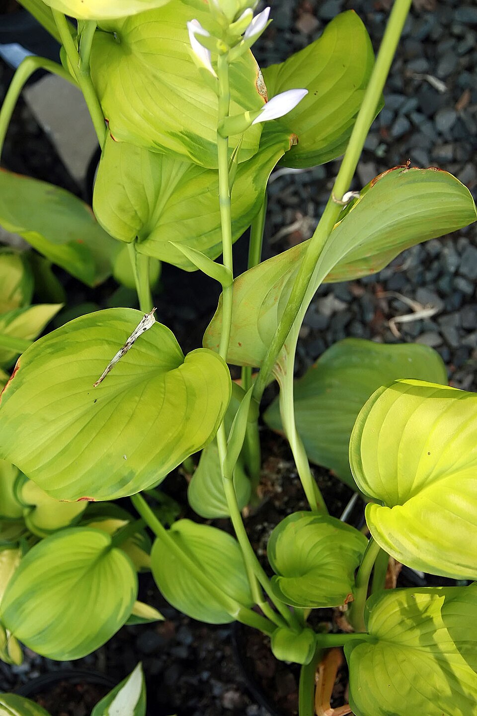Hosta 'Guacamole' (Guacamole Hosta) (alternate view 4)