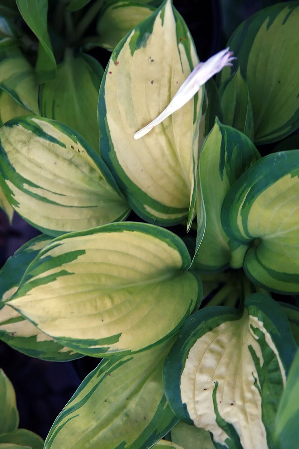 Hosta × 'Great Expectations' (Great Expectations Hosta)