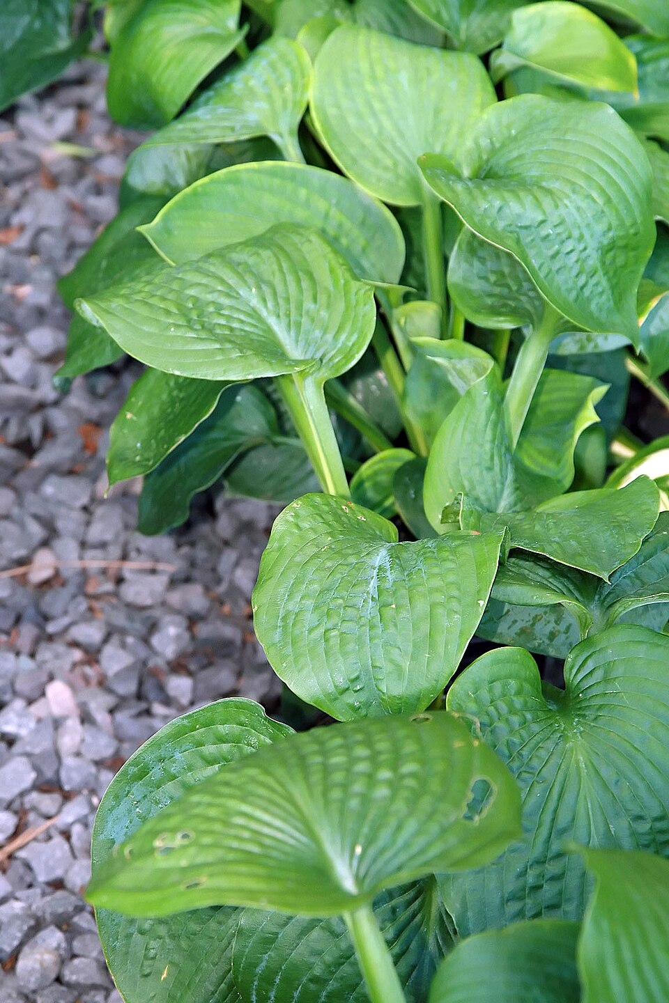 Hosta 'Bressingham Blue' (Hosta Bressingham Blue)