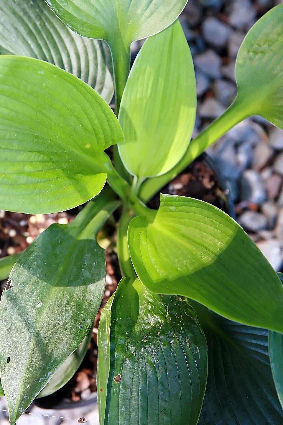 Hosta 'Blue Angel' (Blue Angel Hosta) (alternate view 5)