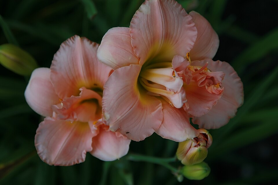 Hemerocallis 'Siloam Double Classic' (Siloam Double Classic) (alternate view 2)